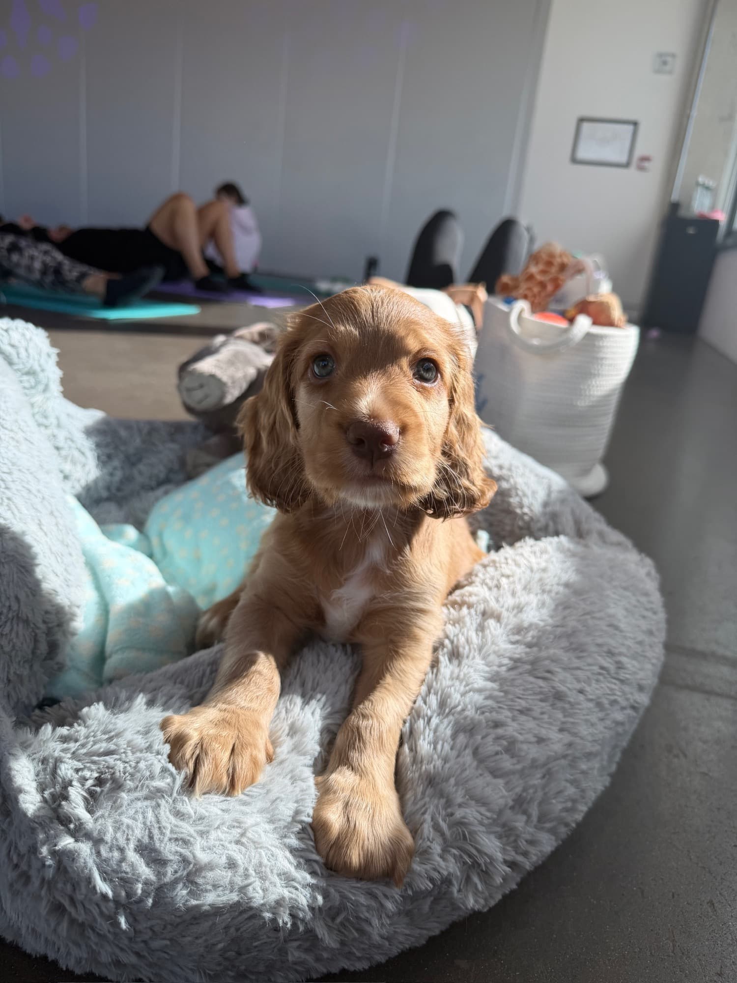 A puppy at a Yogi Paws session