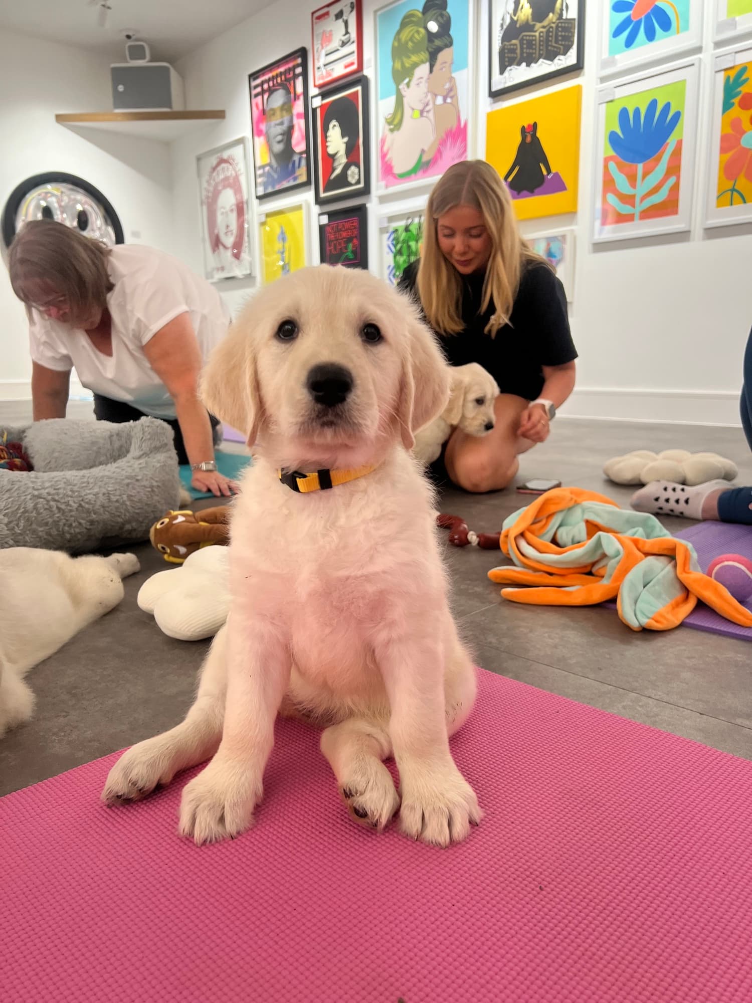 A Yogi Paws puppy yoga class in session