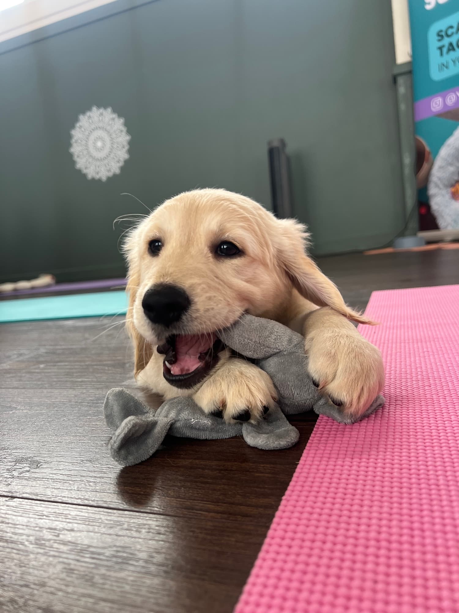 A puppy at a Yogi Paws session