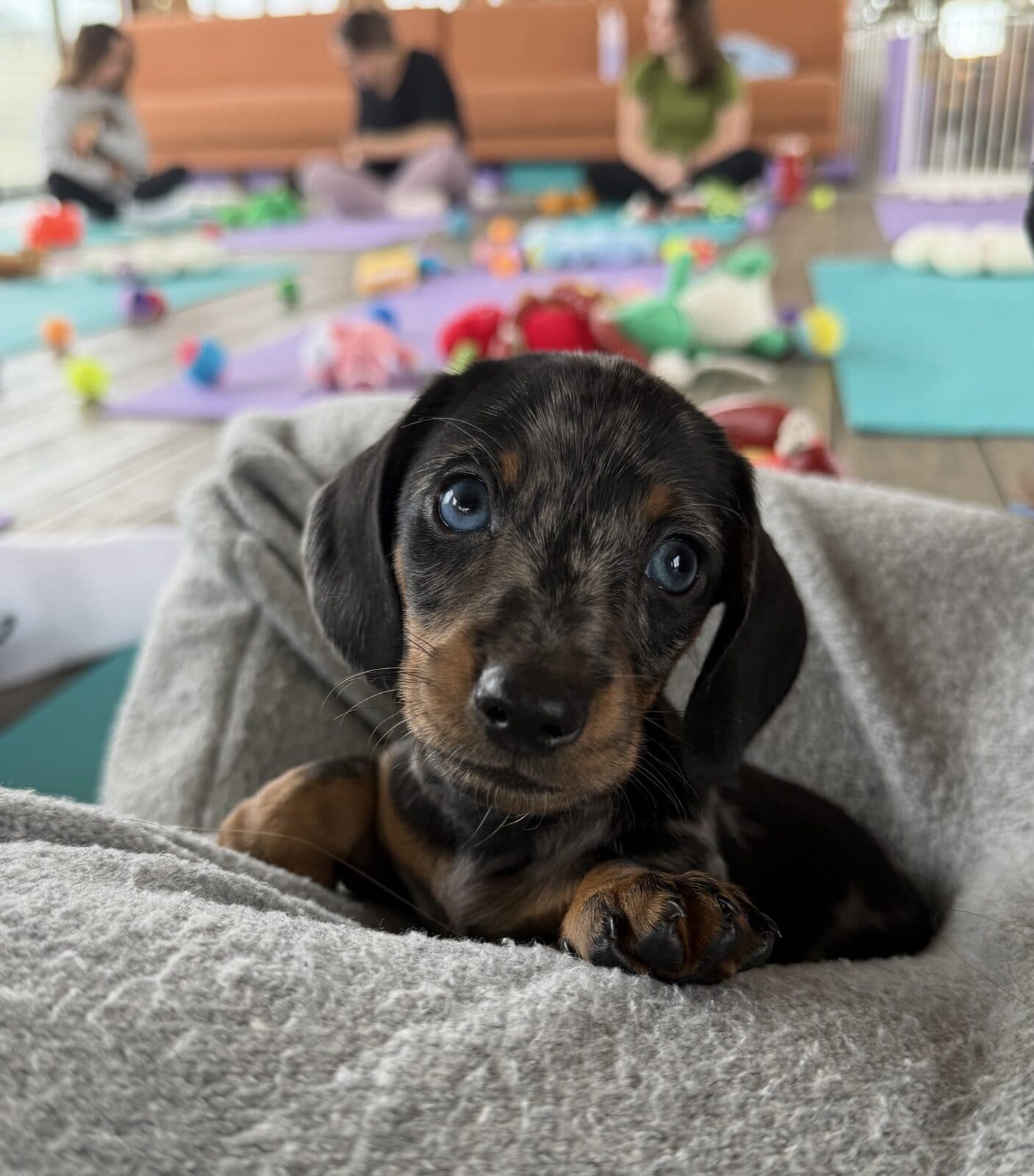 A dachshund puppy curled up on a blanket