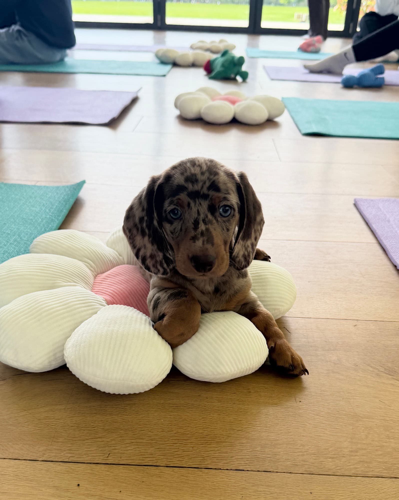 A puppy at a Yogi Paws session