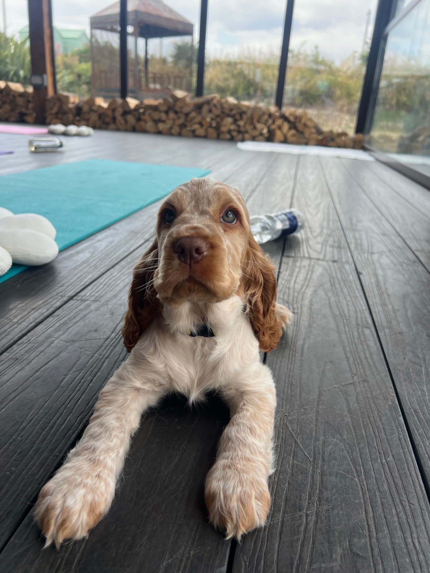 A puppy at a Yogi Paws session