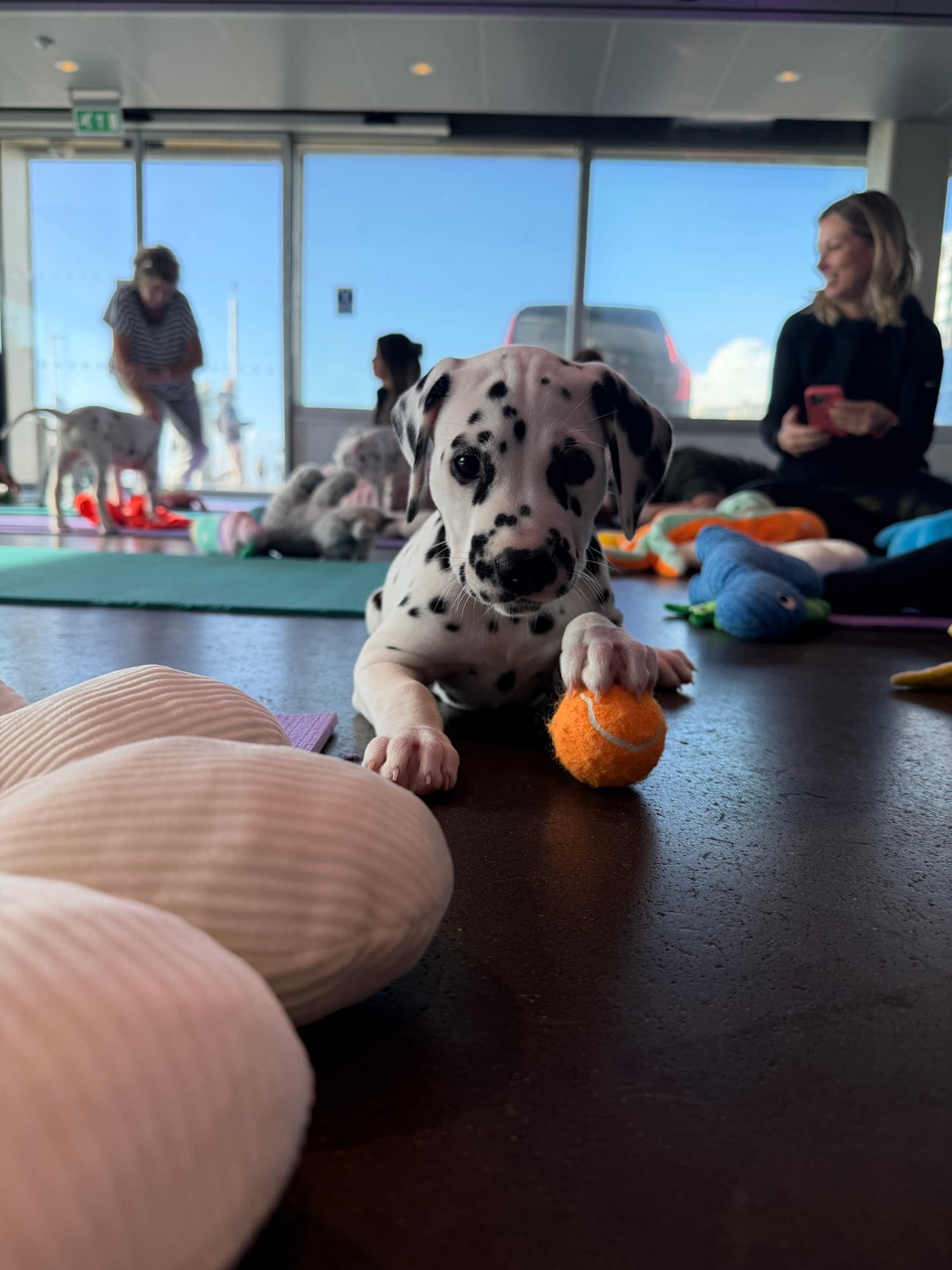A puppy at a Yogi Paws session