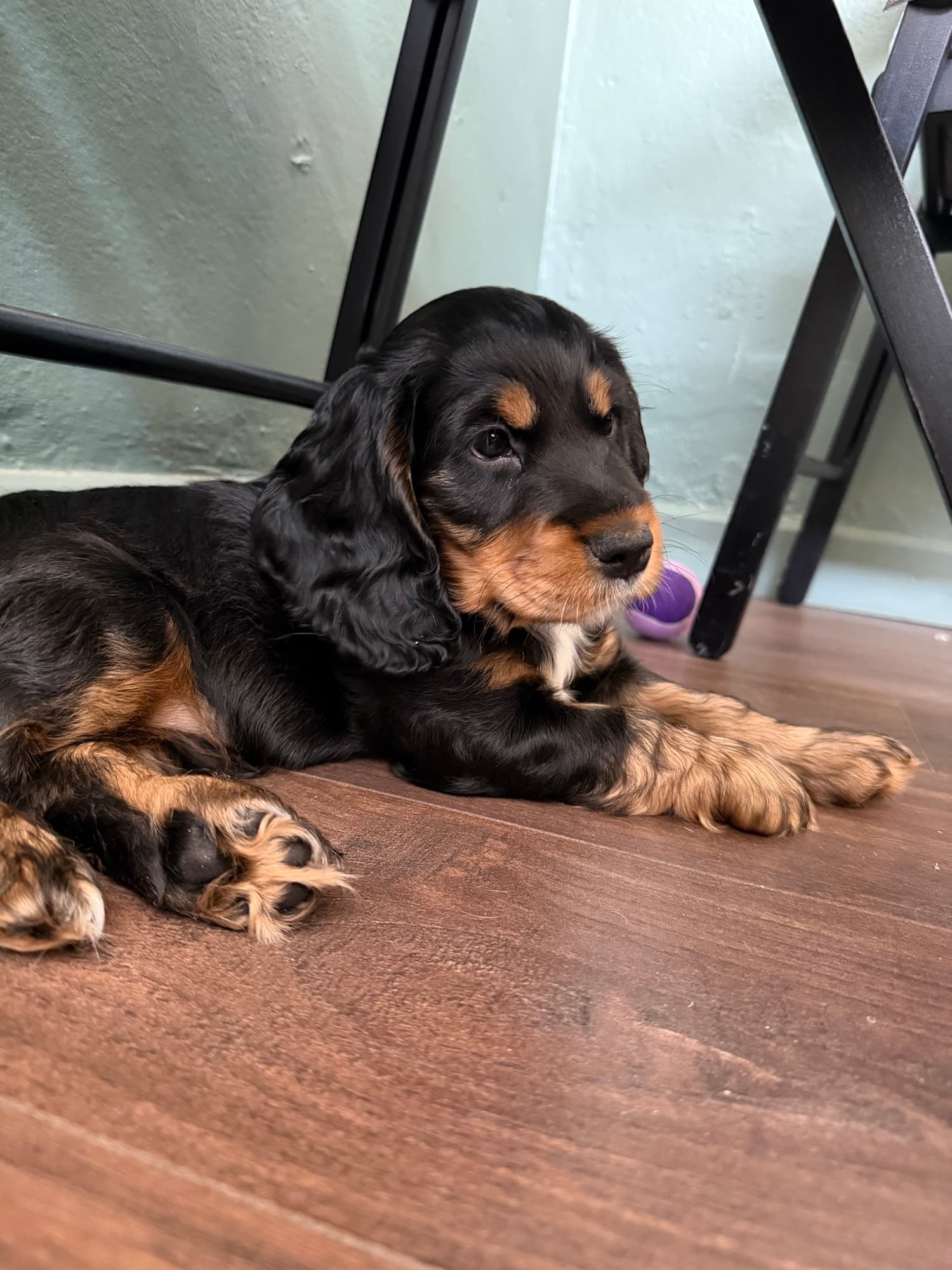 A puppy at a Yogi Paws session
