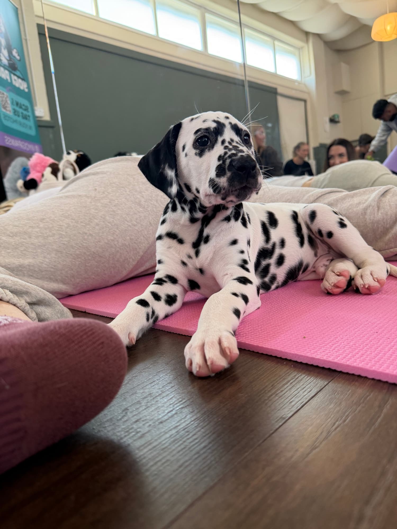 A puppy at a Yogi Paws session