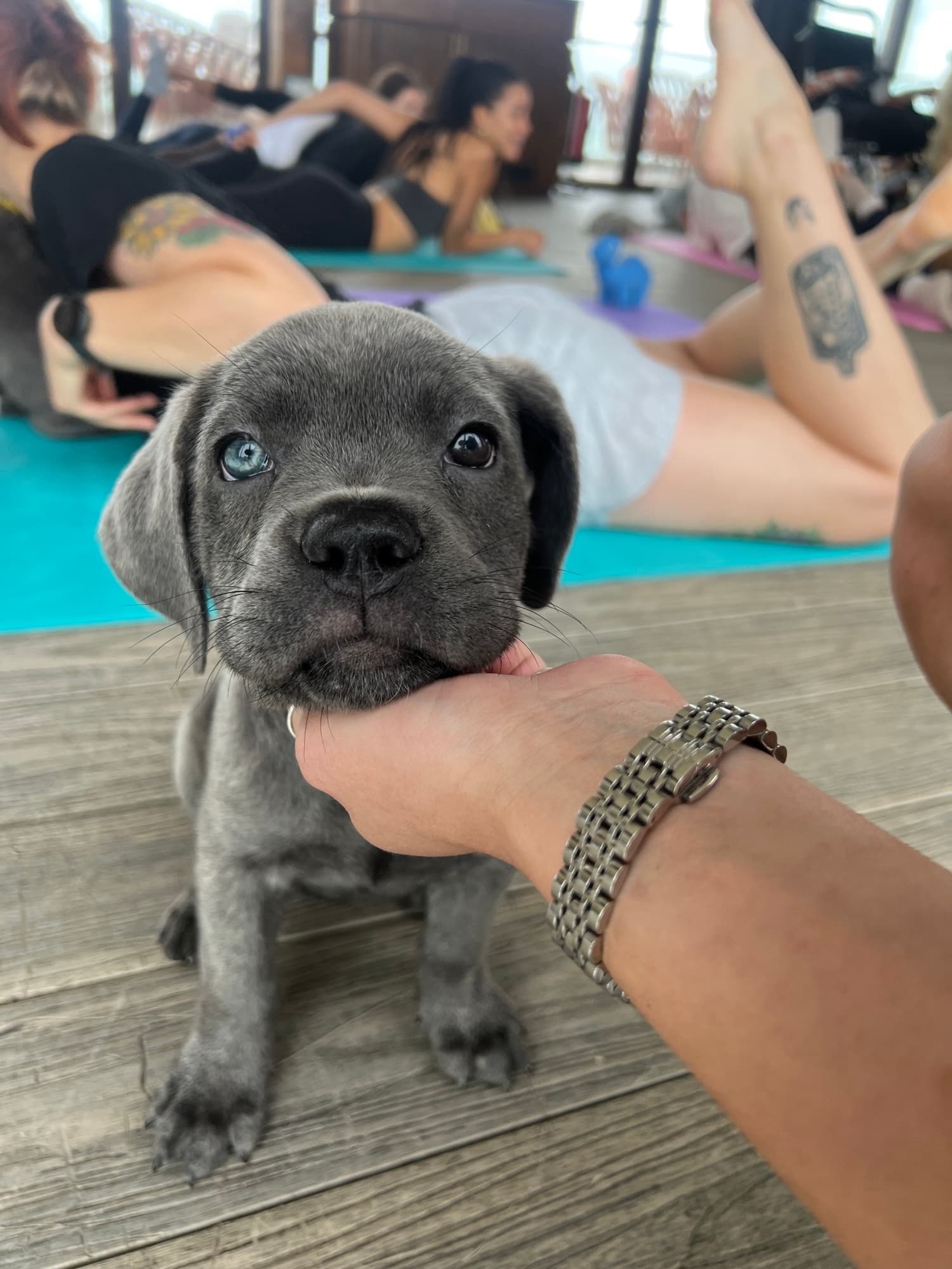 A puppy at a Yogi Paws session