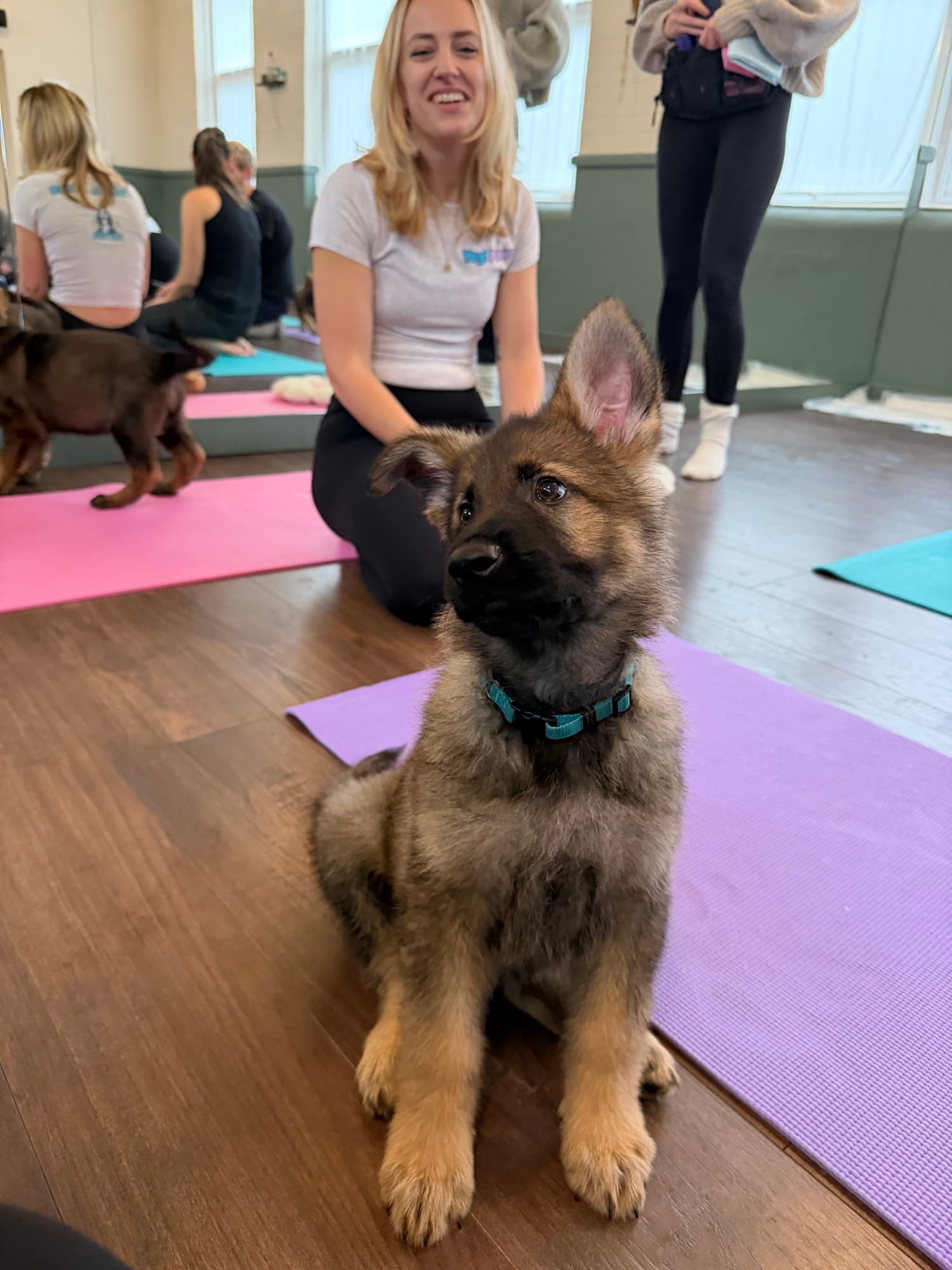 A Yogi Paws puppy yoga class in session