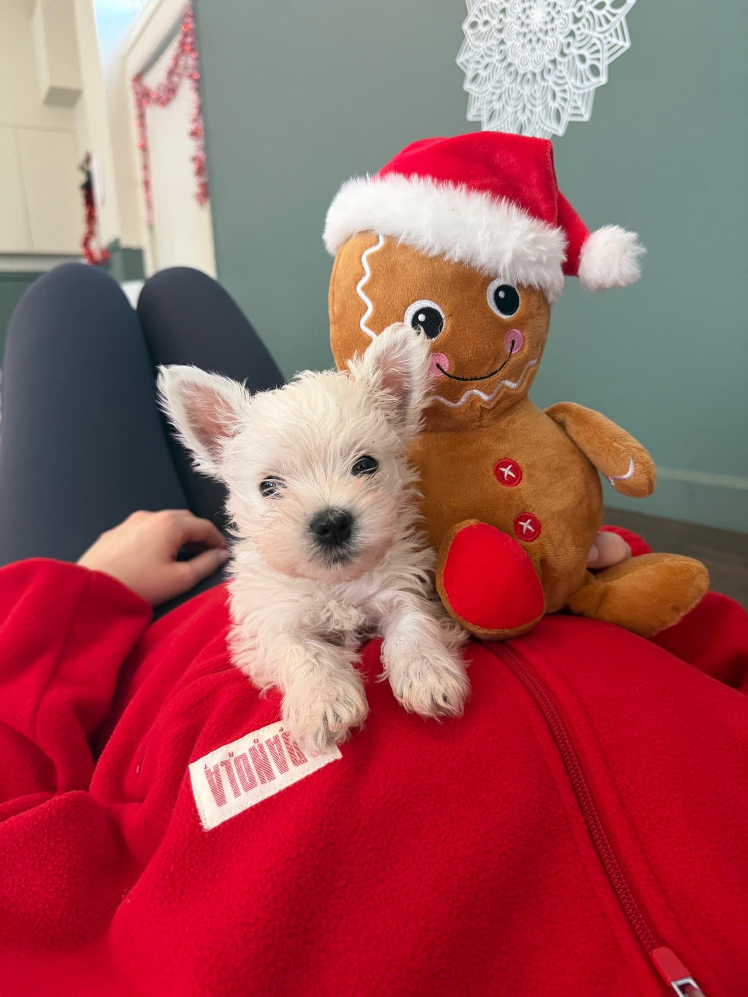 A puppy at a Yogi Paws session
