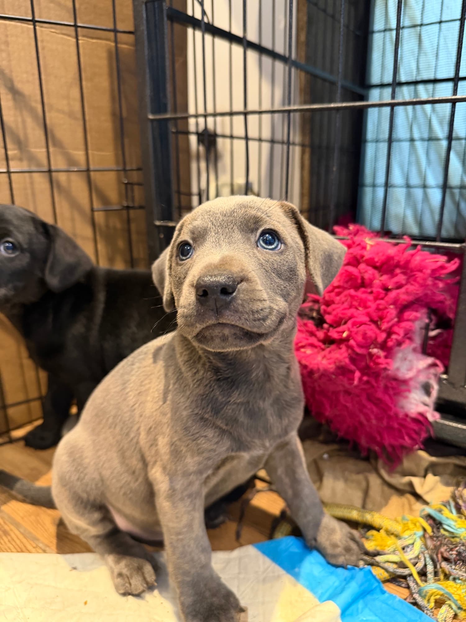 A puppy at a Yogi Paws session