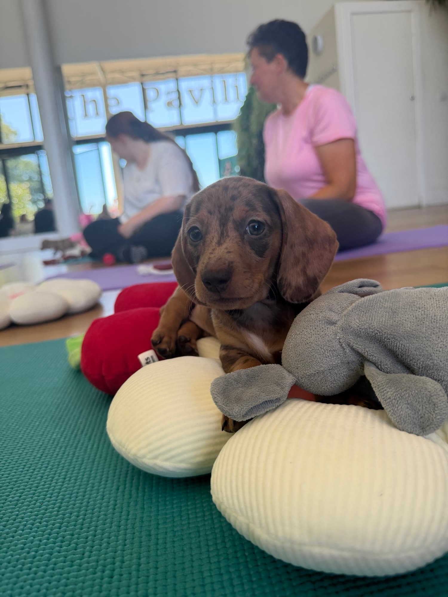 A puppy at a Yogi Paws session