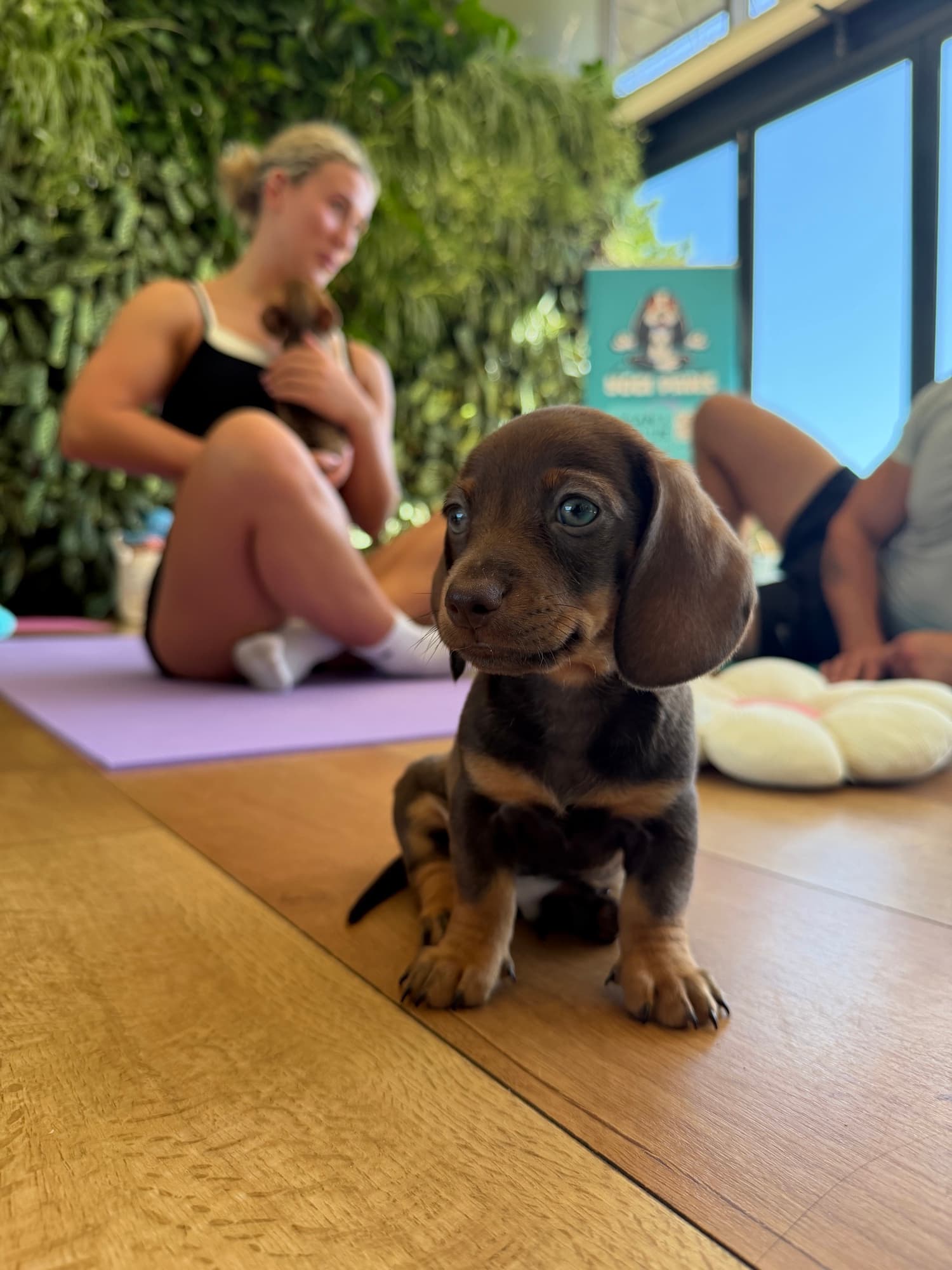 A puppy at a Yogi Paws session