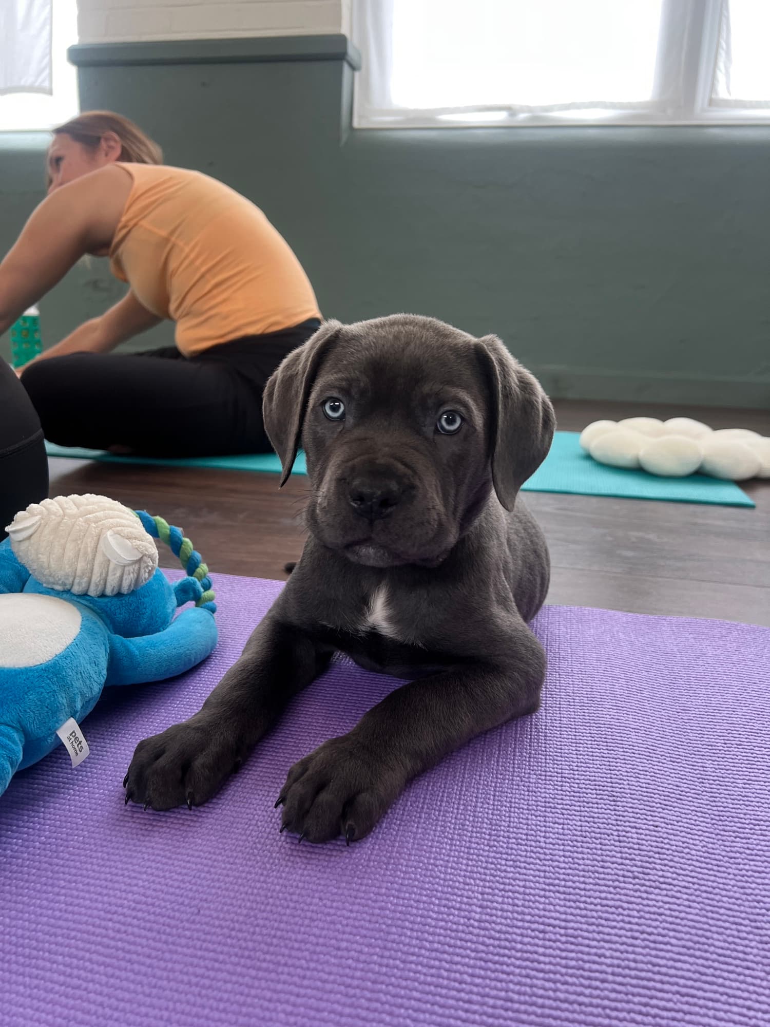A puppy at a Yogi Paws session