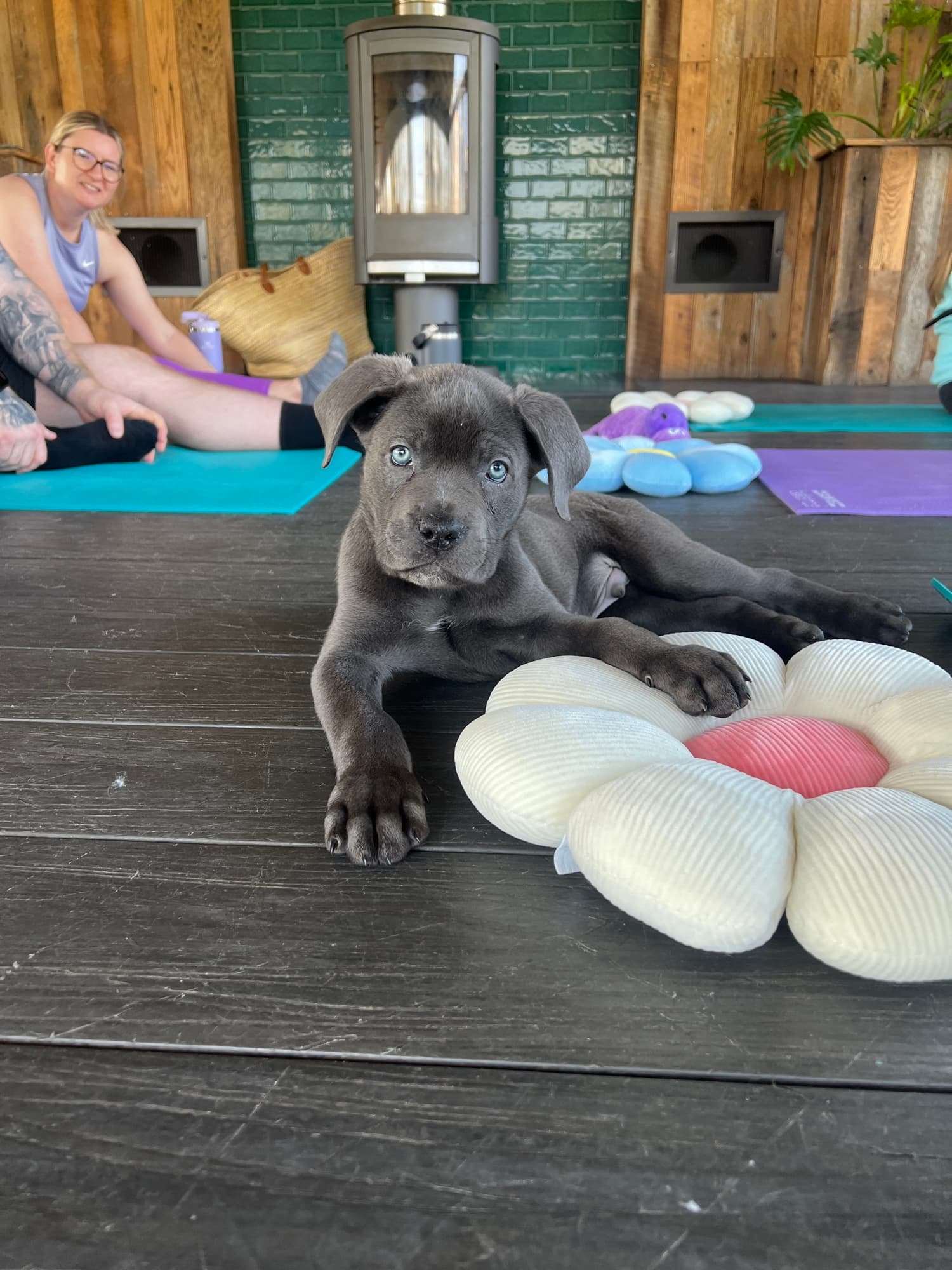 A puppy at a Yogi Paws session
