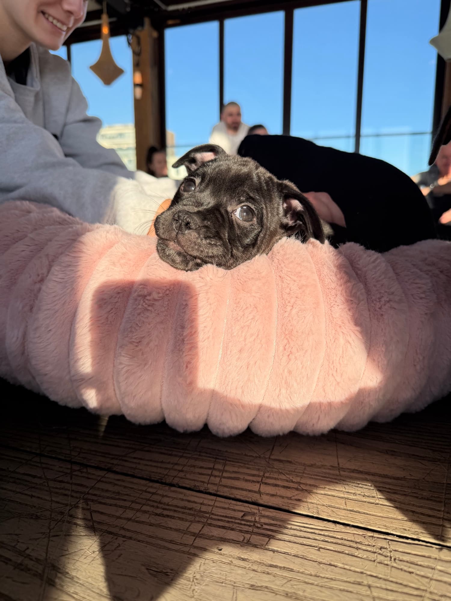 A puppy at a Yogi Paws session