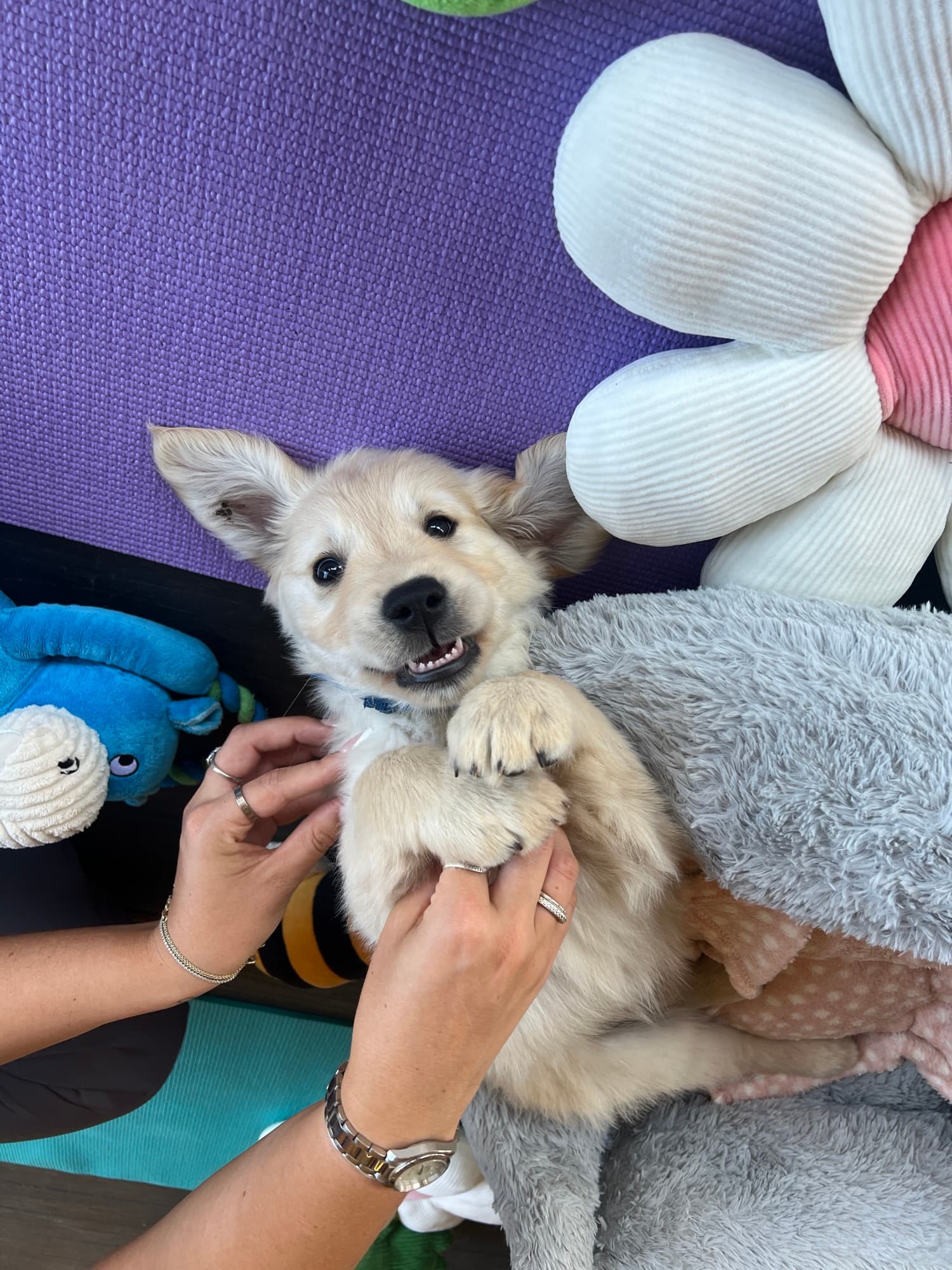 A puppy at a Yogi Paws session
