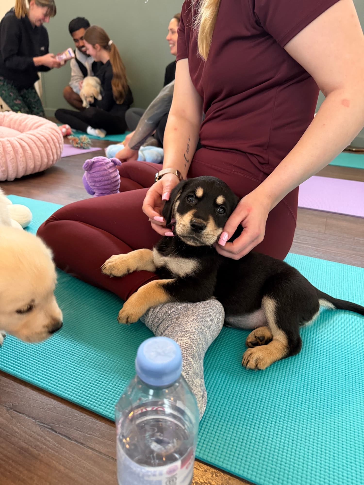A puppy resting happily on Yogi Paws cushions
