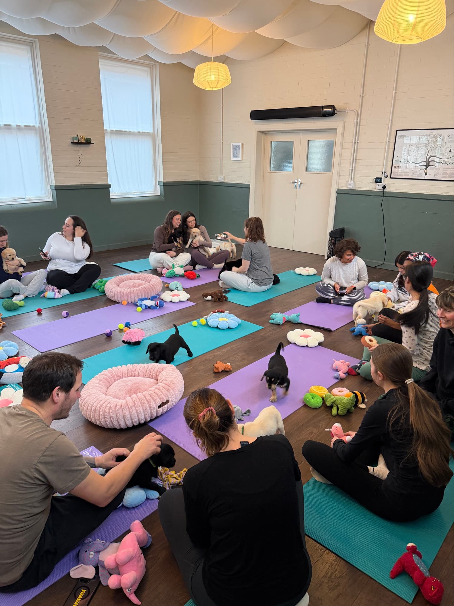 A Yogi Paws puppy yoga class in session