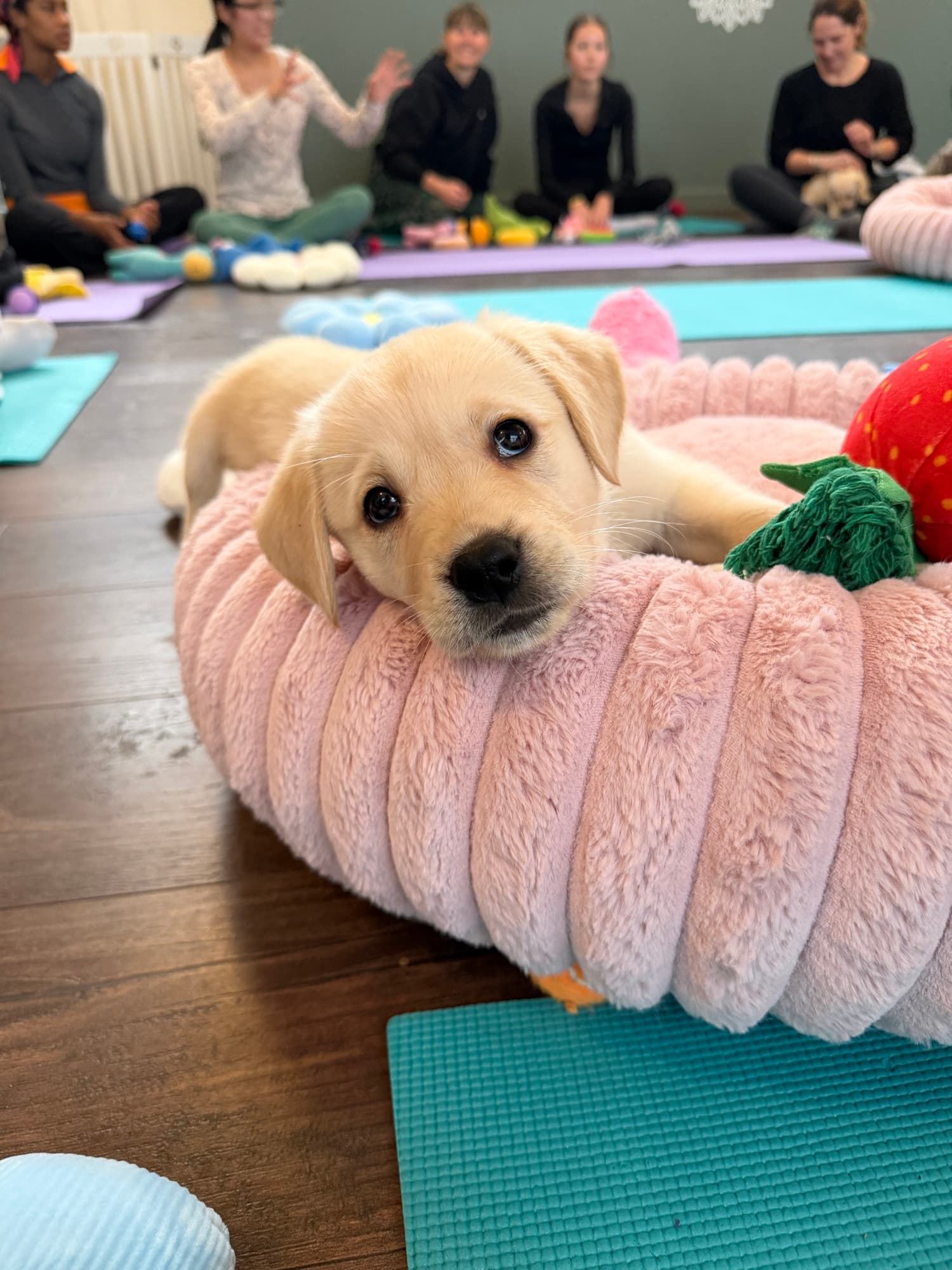 A puppy at a Yogi Paws session
