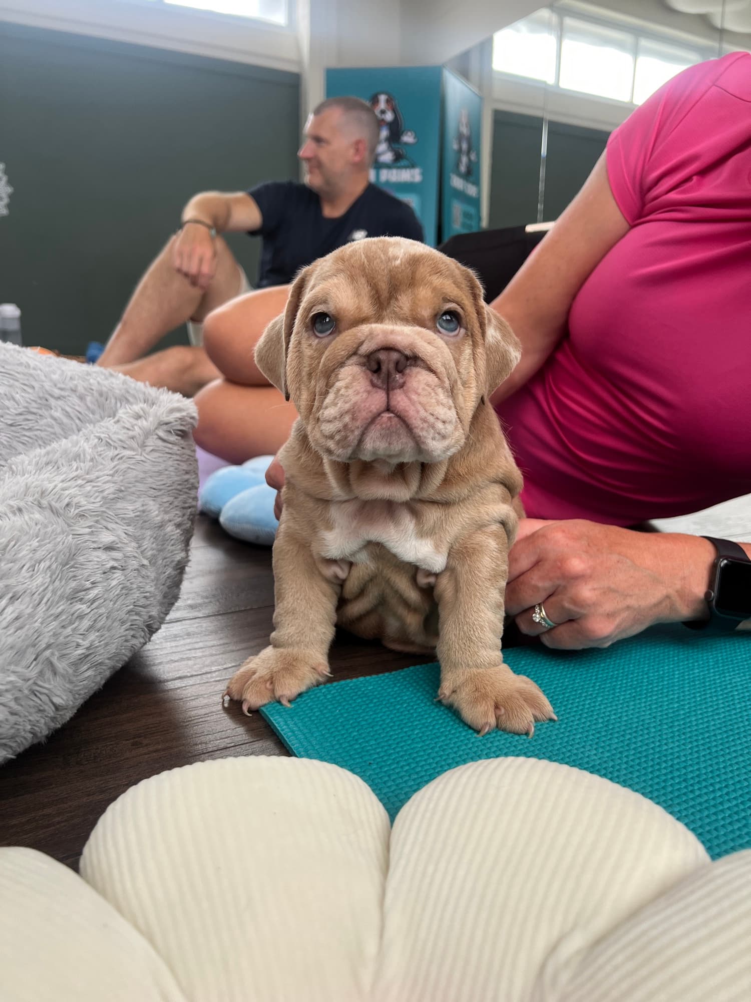 A puppy at a Yogi Paws session