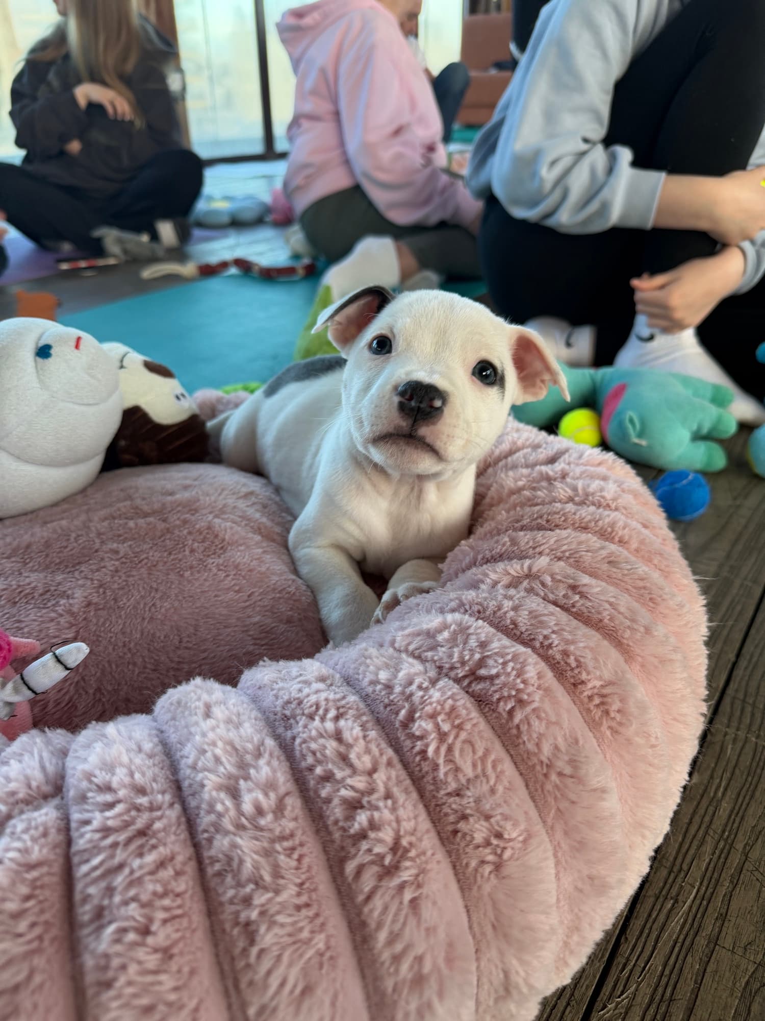 A puppy at a Yogi Paws session
