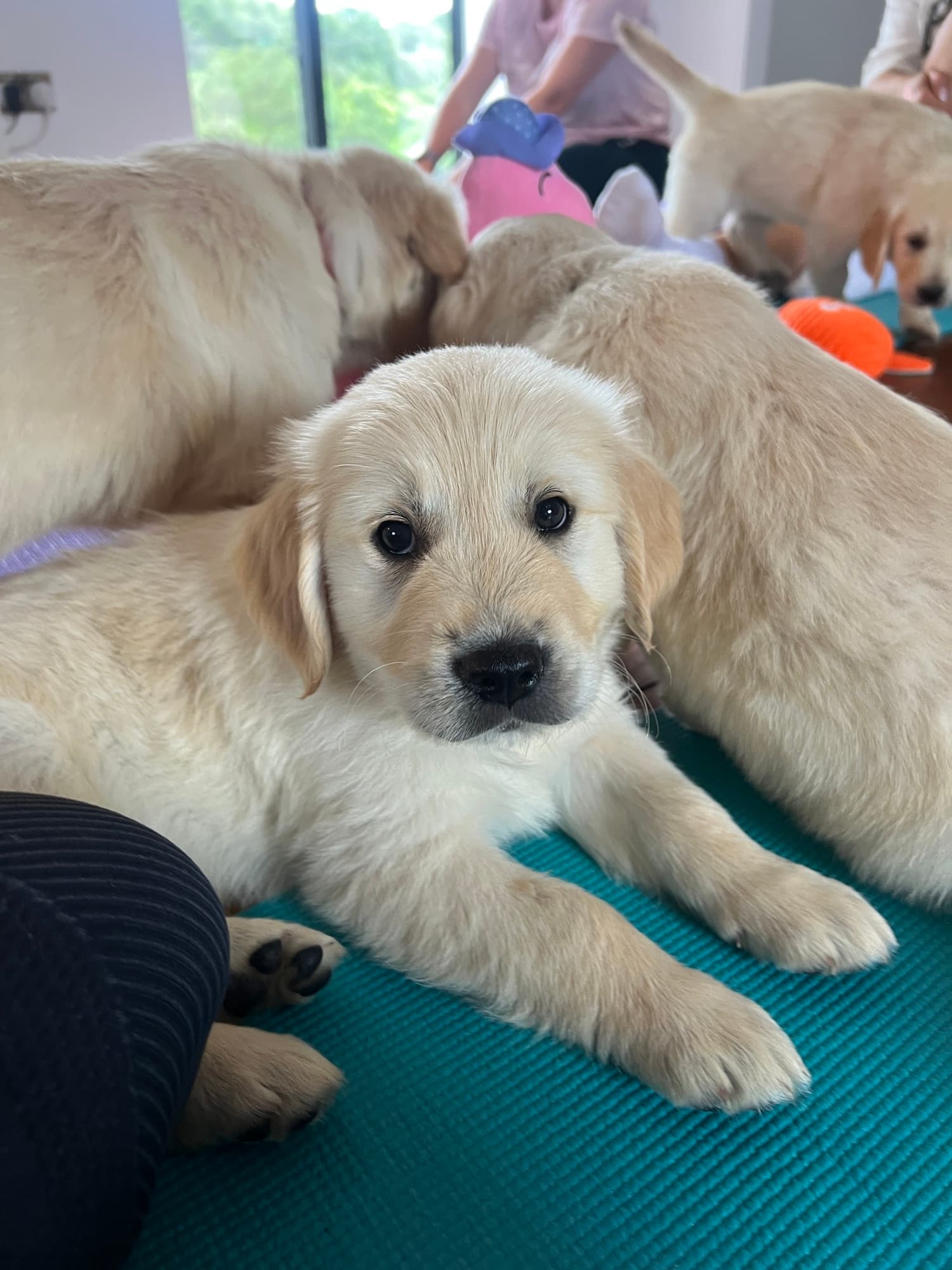 A puppy at a Yogi Paws session