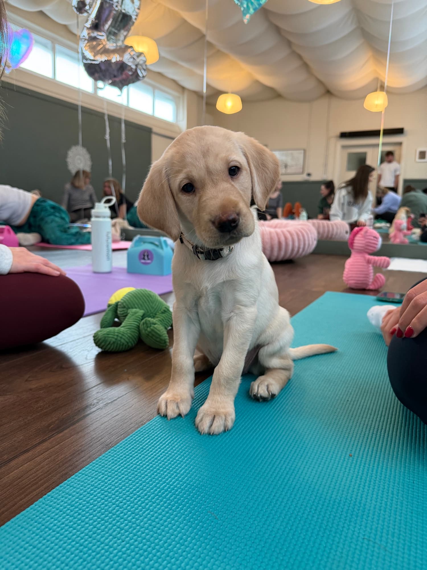 A puppy at a Yogi Paws session
