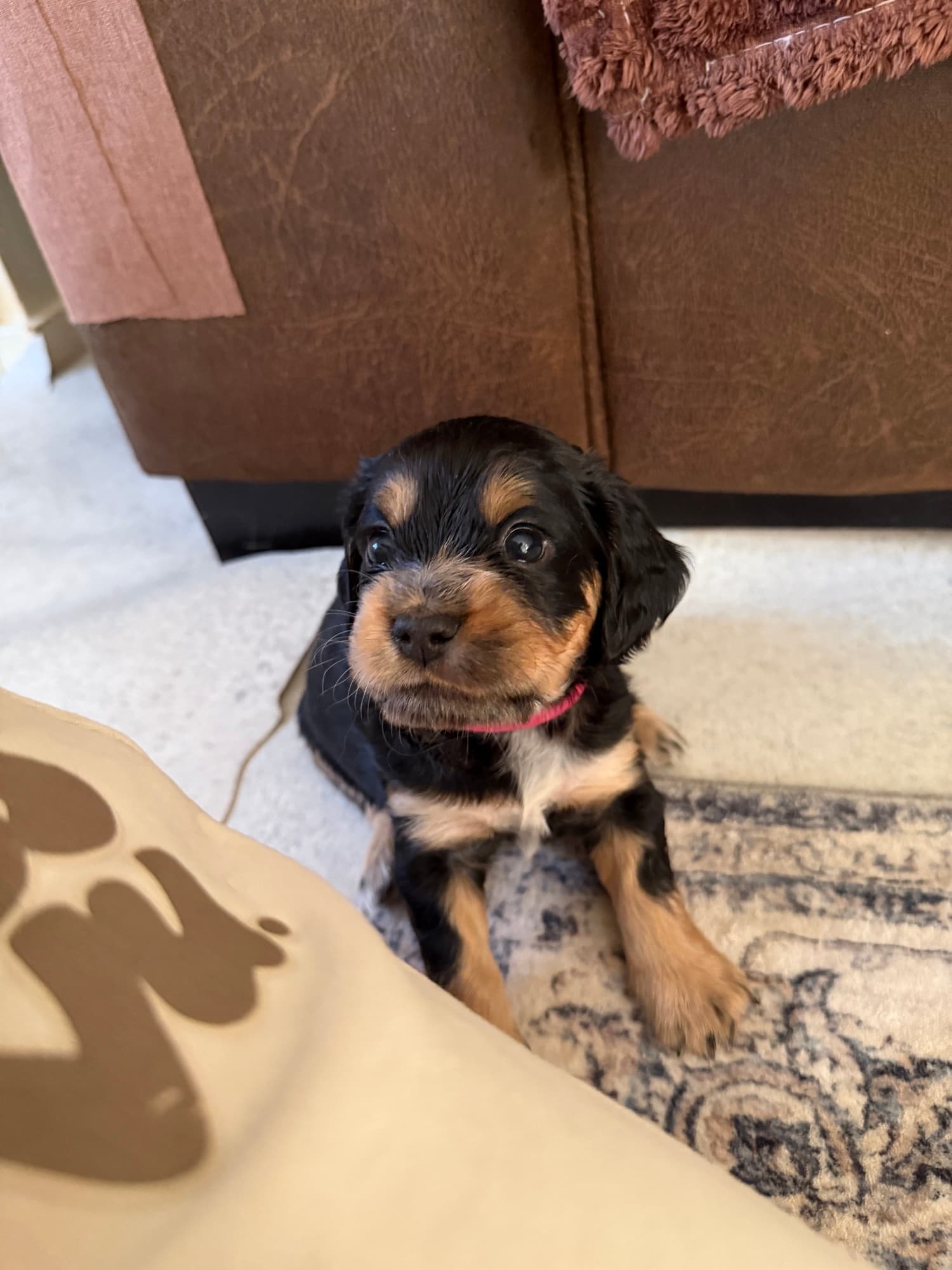 A puppy at a Yogi Paws session