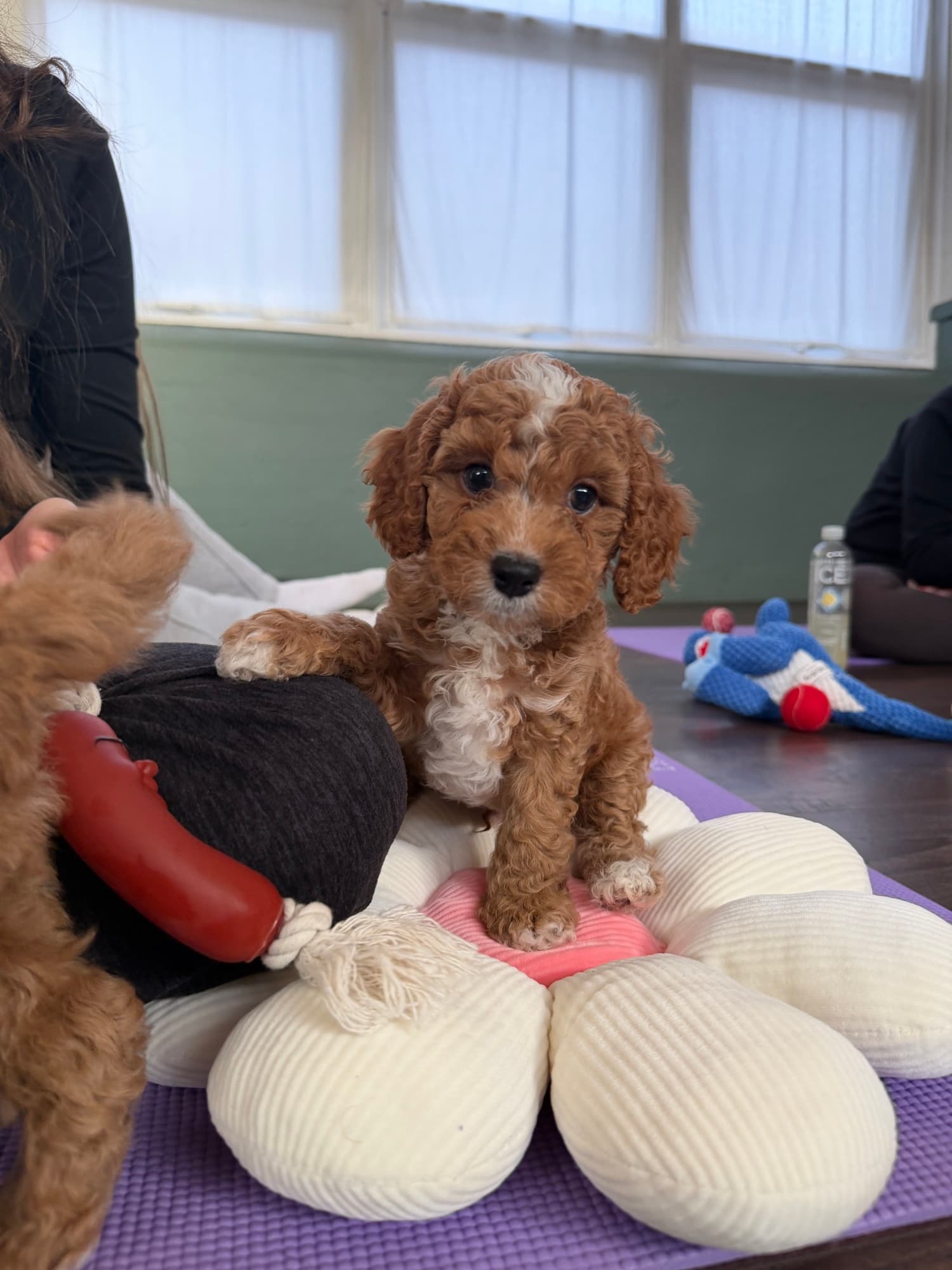 An apricot cavapoo puppy sitting on a flower cushion