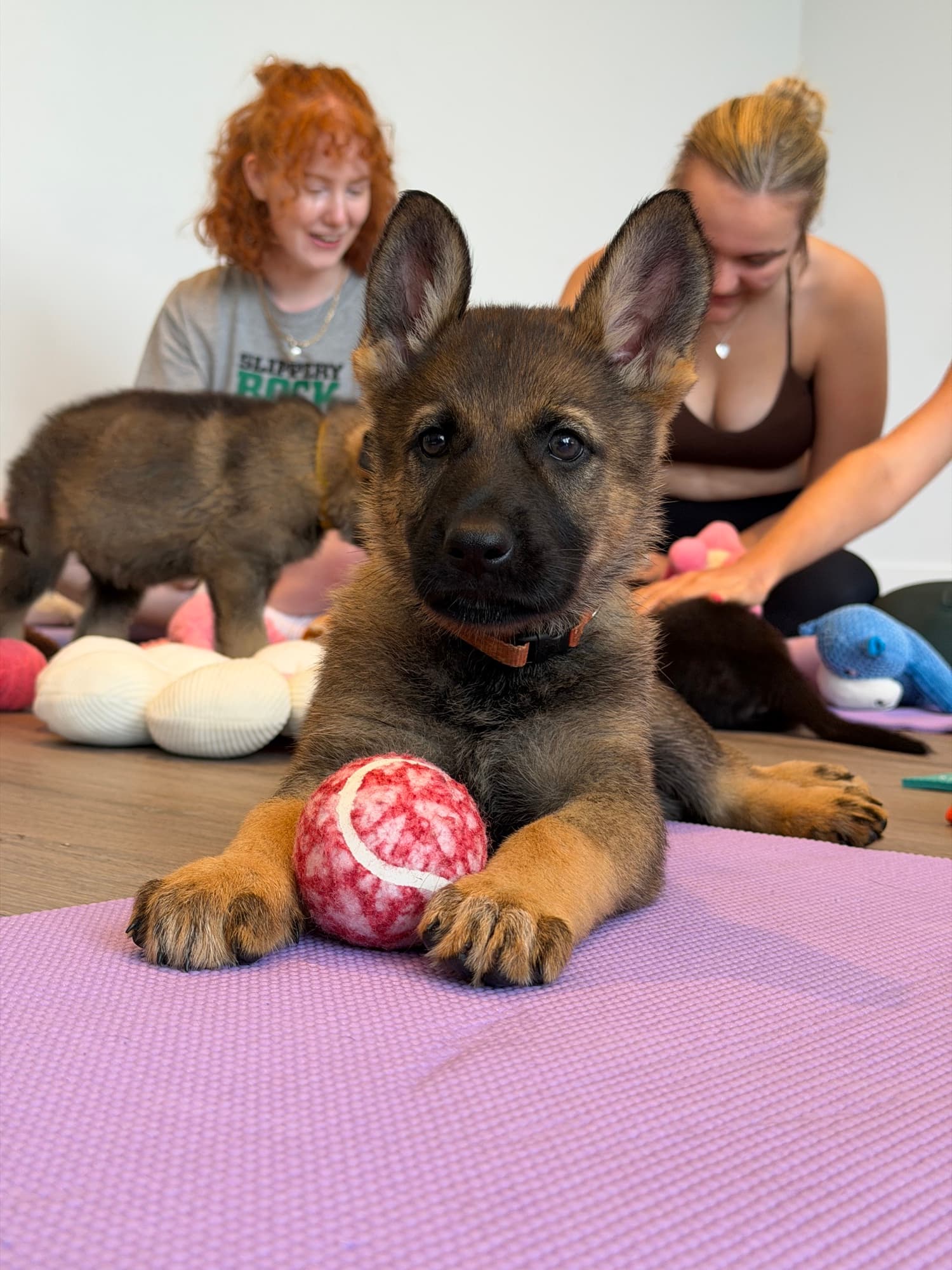 A puppy at a Yogi Paws session