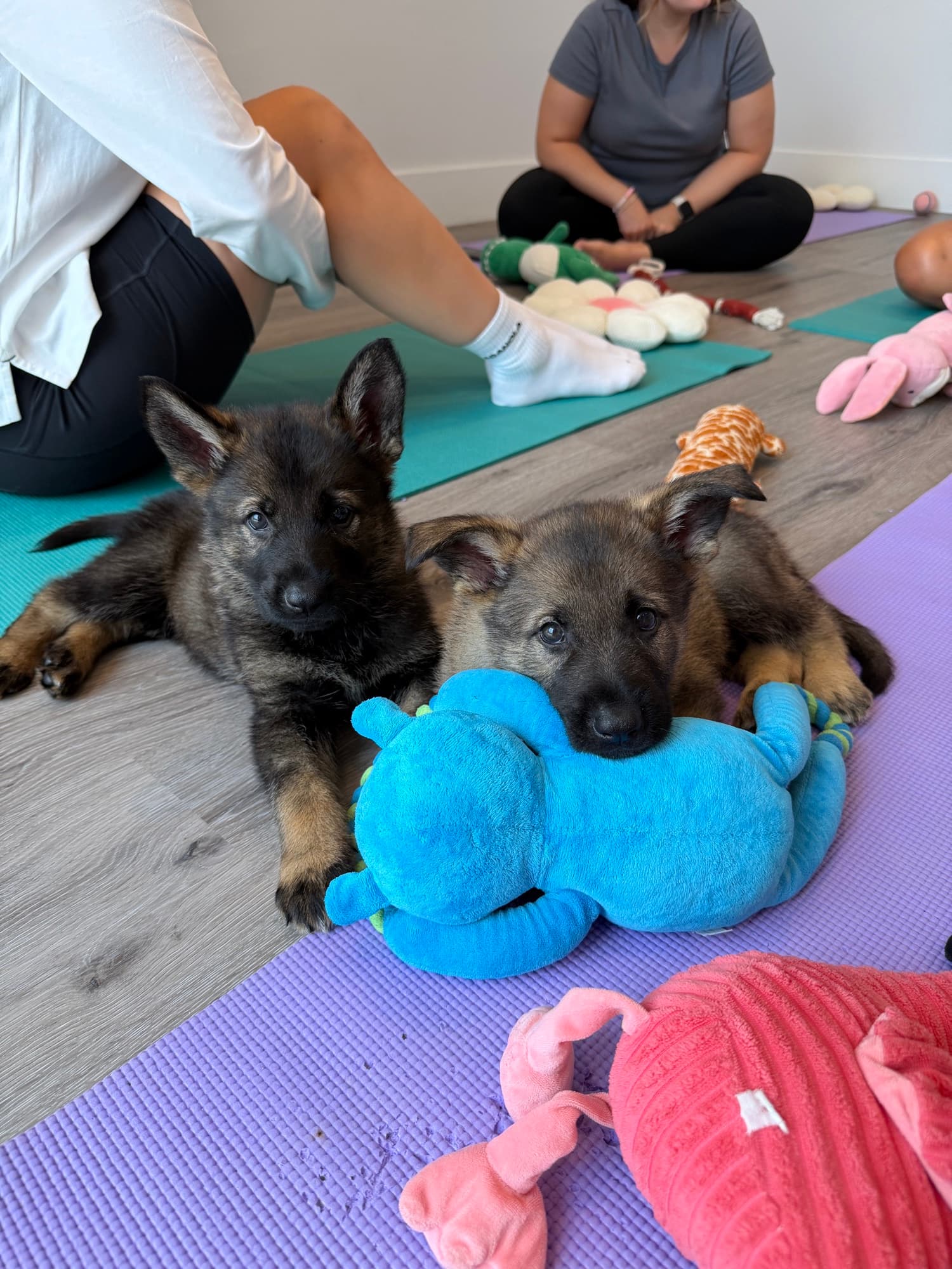 A puppy at a Yogi Paws session