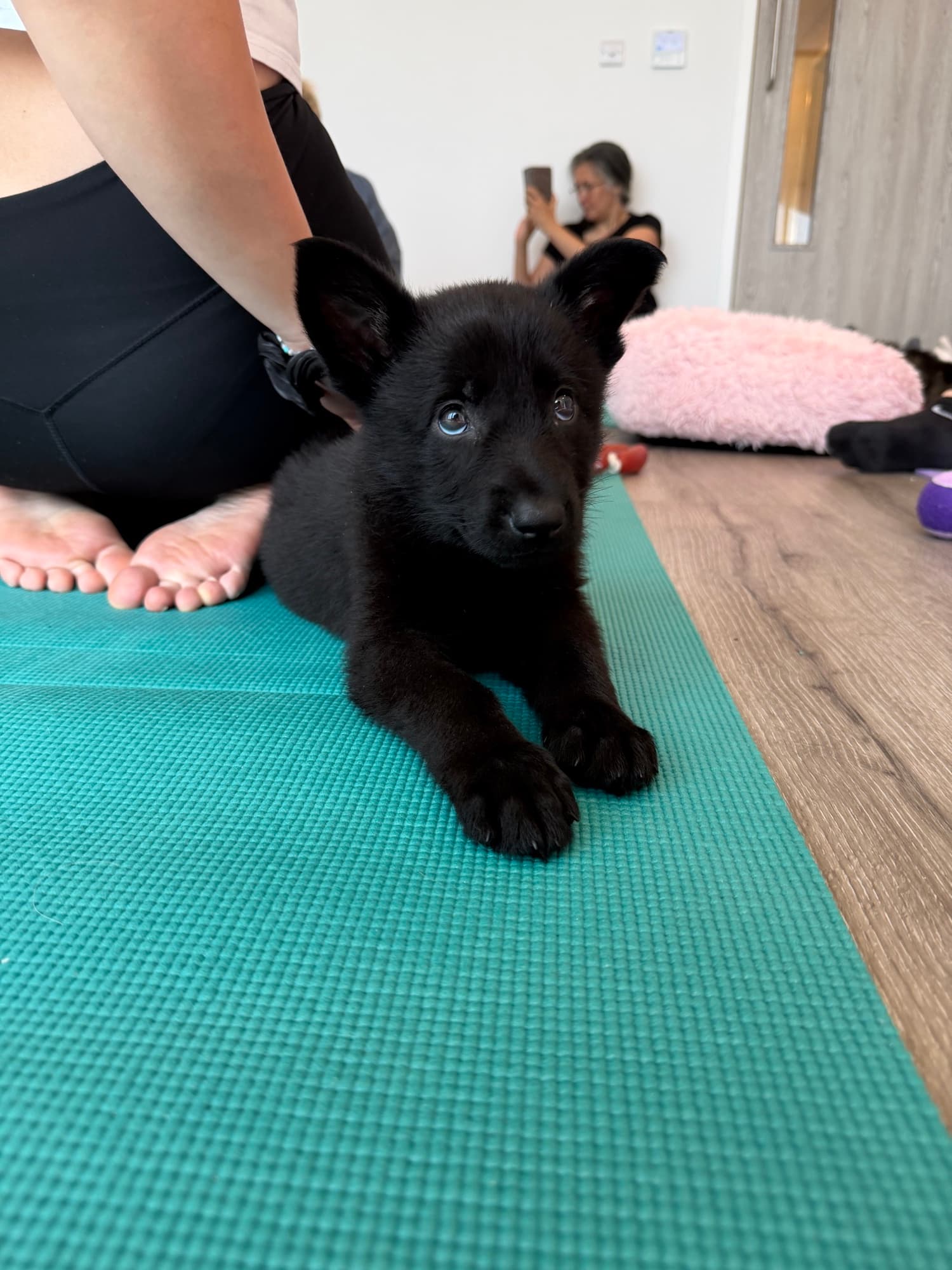 A puppy at a Yogi Paws session