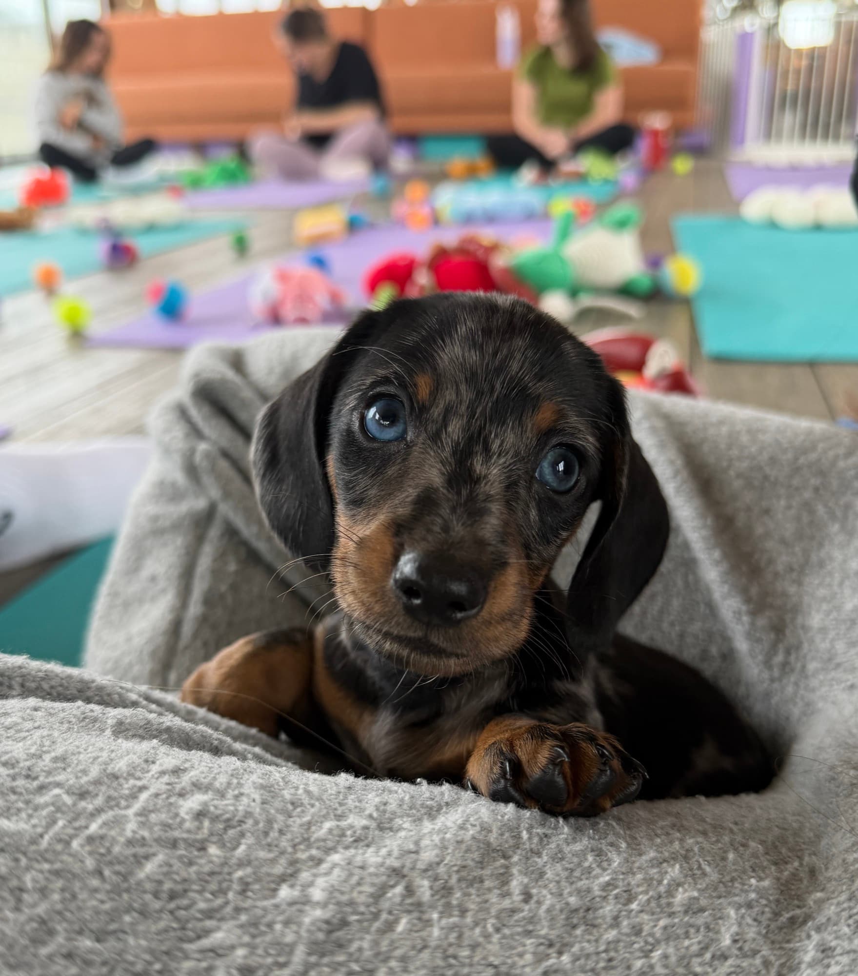A dachshund puppy curled up on a blanket