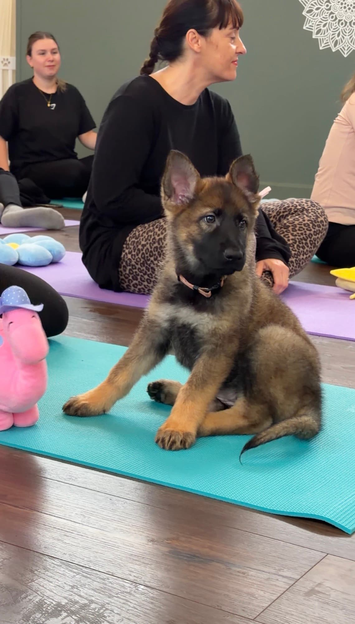 A Yogi Paws puppy yoga class in session