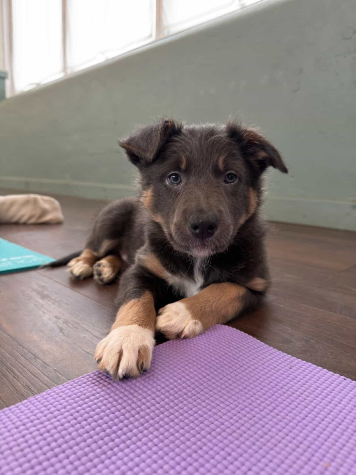 A puppy at a Yogi Paws session
