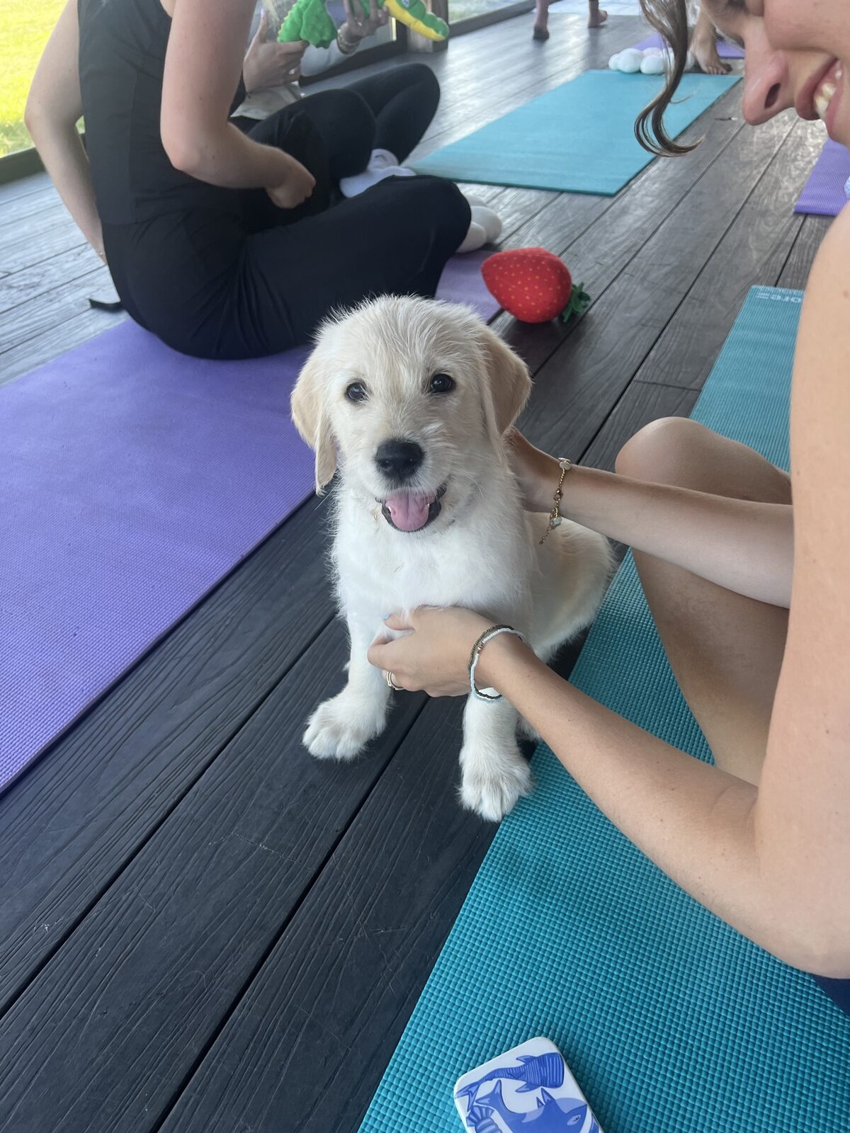 A puppy at a Yogi Paws session