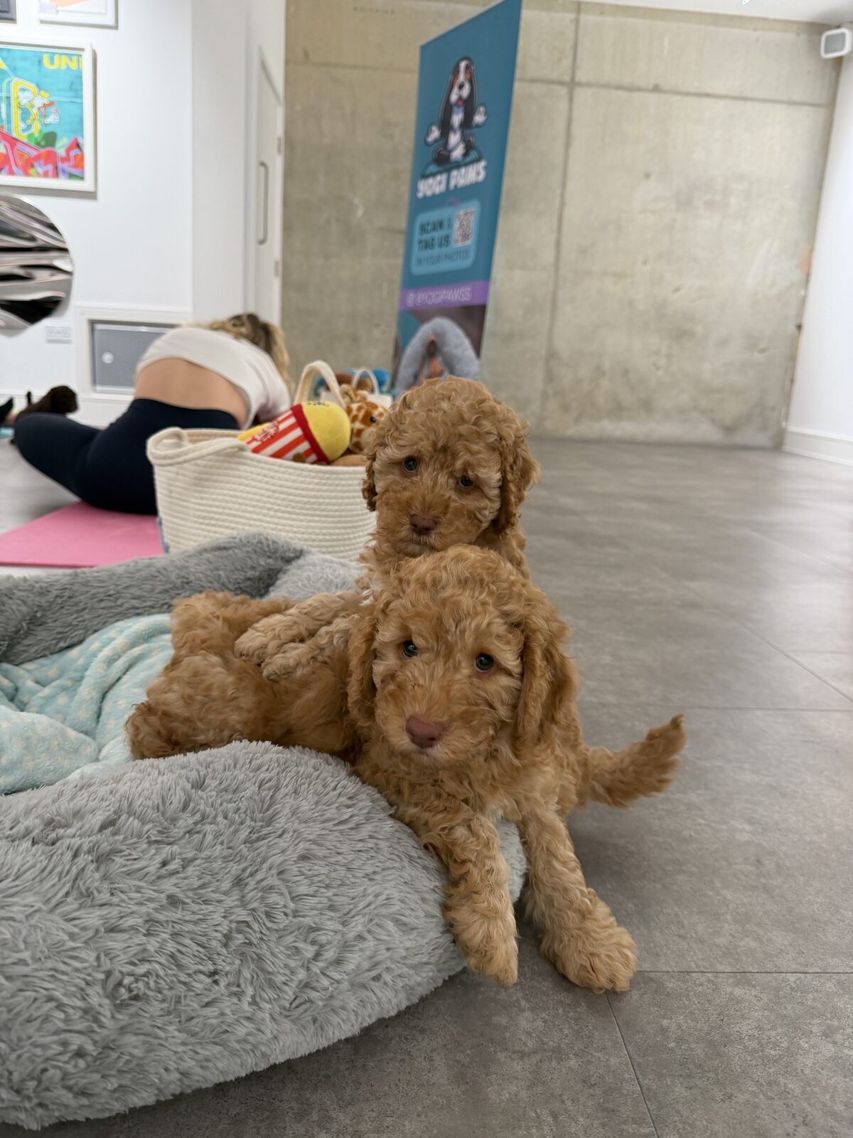 A puppy at a Yogi Paws session