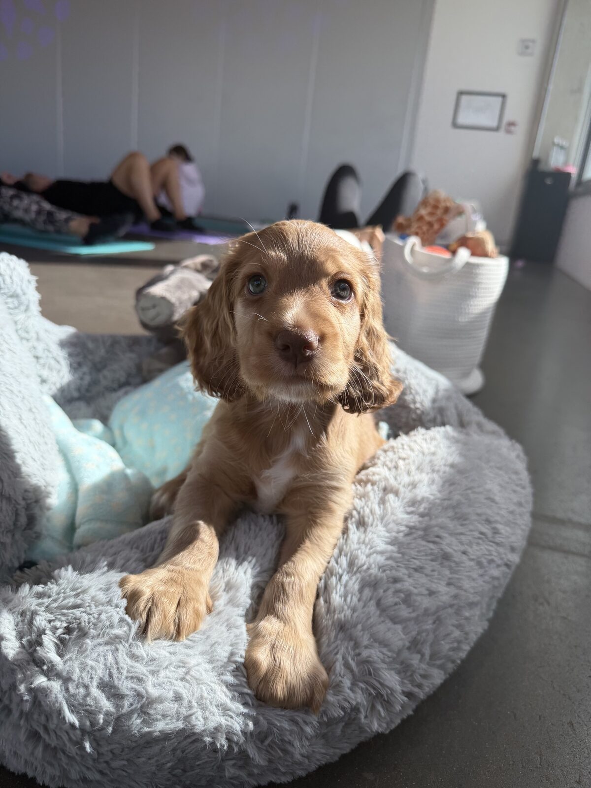 A puppy at a Yogi Paws session