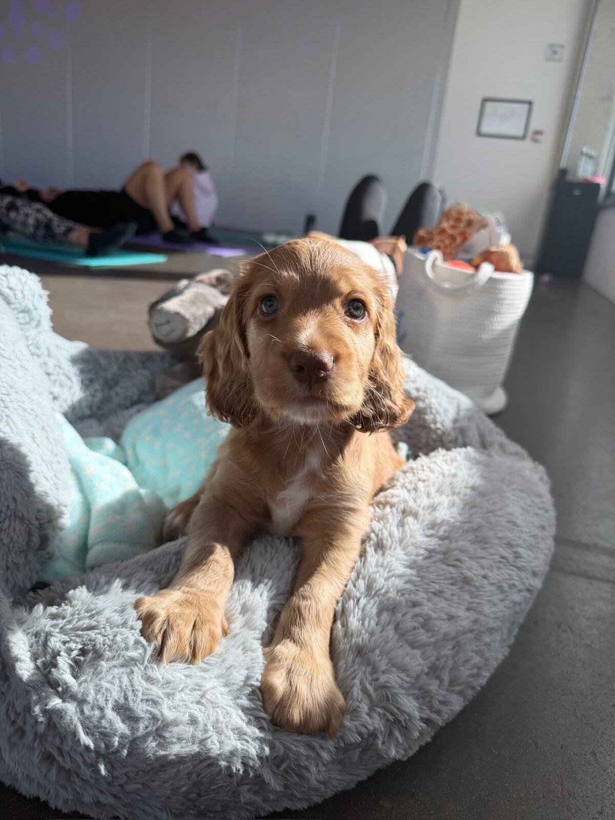 A puppy at a Yogi Paws session