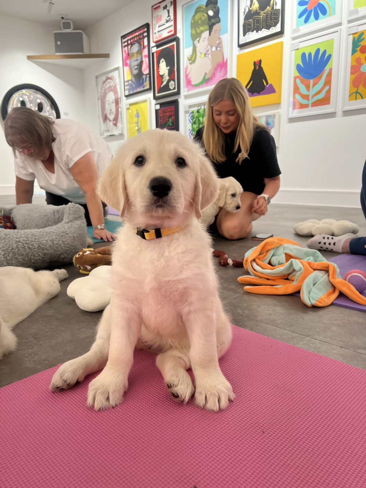 A Yogi Paws puppy yoga class in session