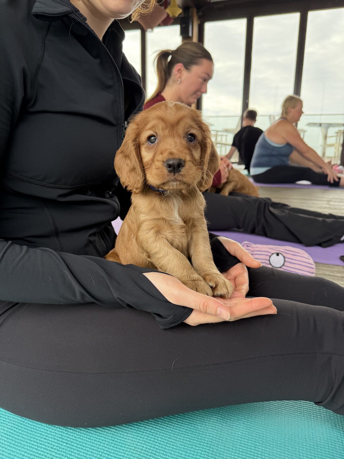A puppy at a Yogi Paws session