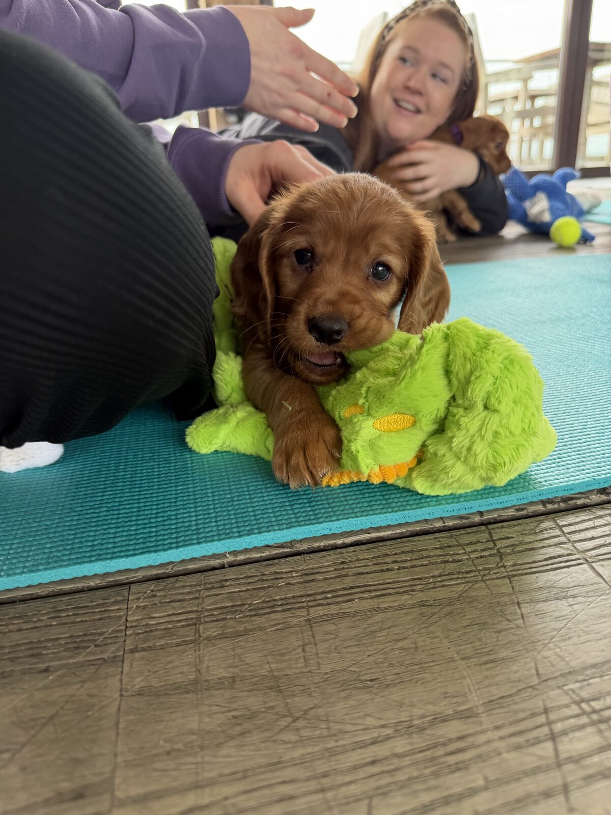 A puppy at a Yogi Paws session