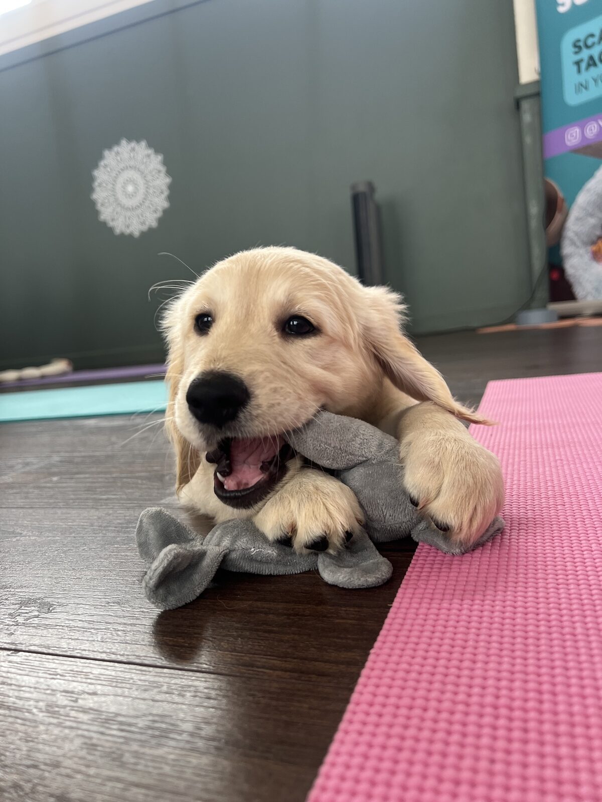 A puppy at a Yogi Paws session