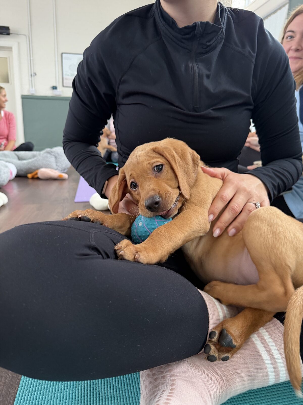 A puppy at a Yogi Paws session
