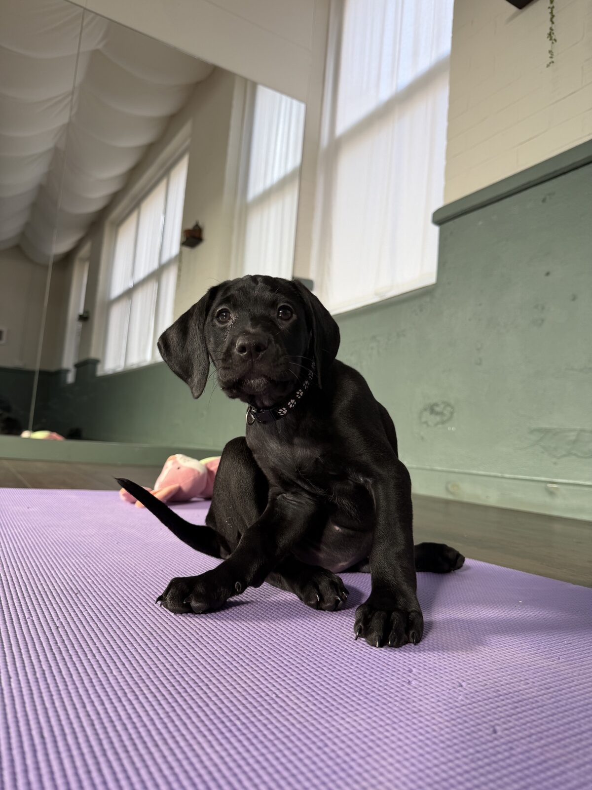 A puppy at a Yogi Paws session