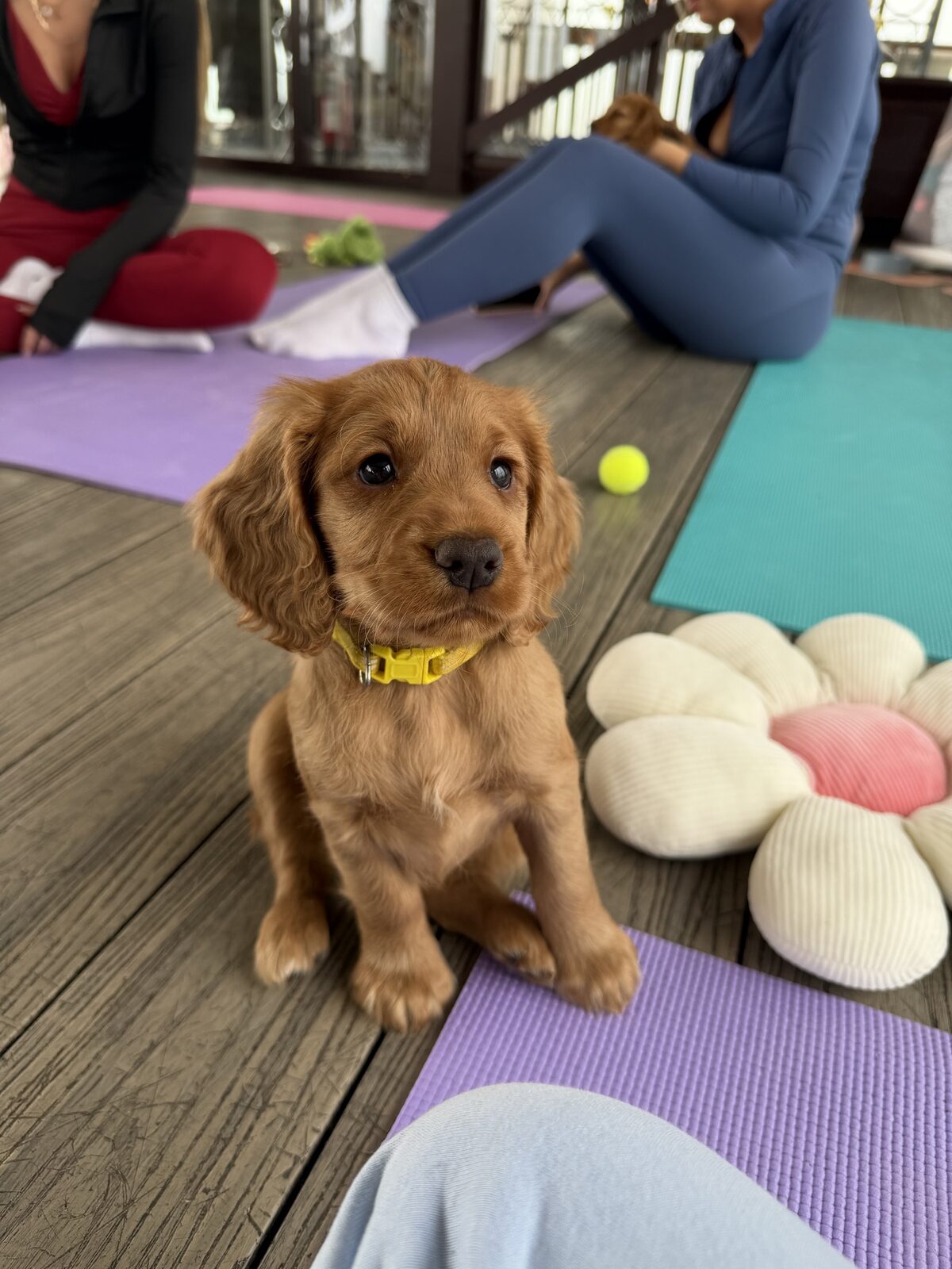 A puppy at a Yogi Paws session