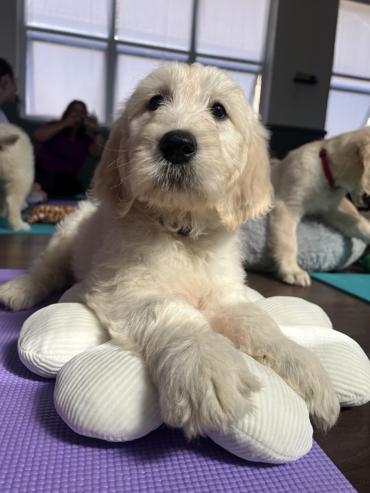 A puppy at a Yogi Paws session