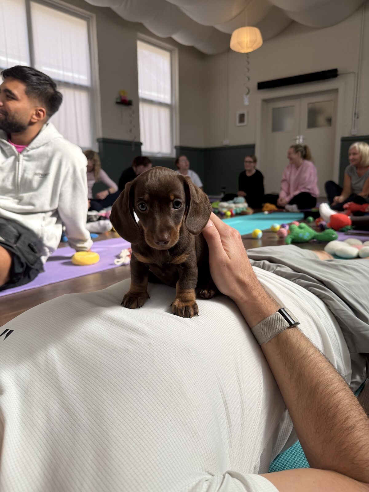 A puppy at a Yogi Paws session