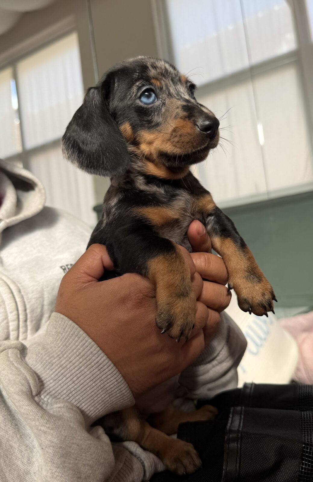 A puppy at a Yogi Paws session
