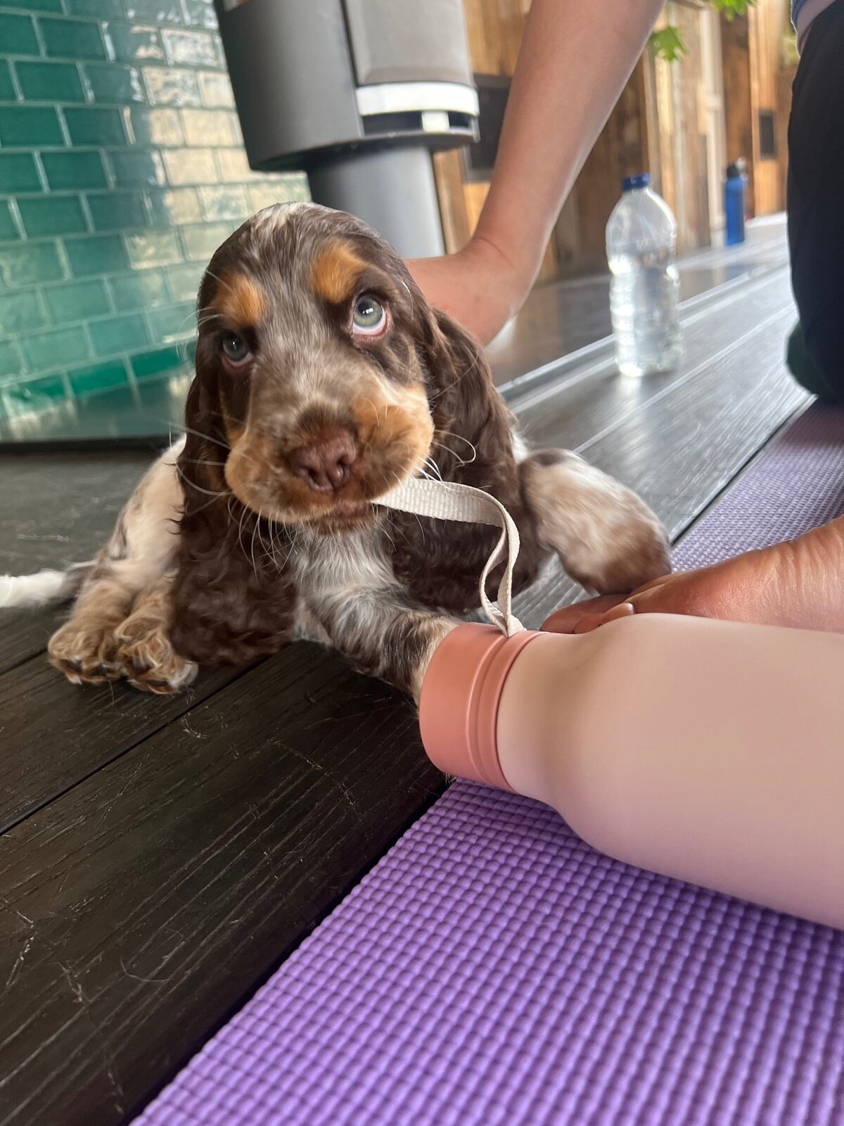 A puppy at a Yogi Paws session