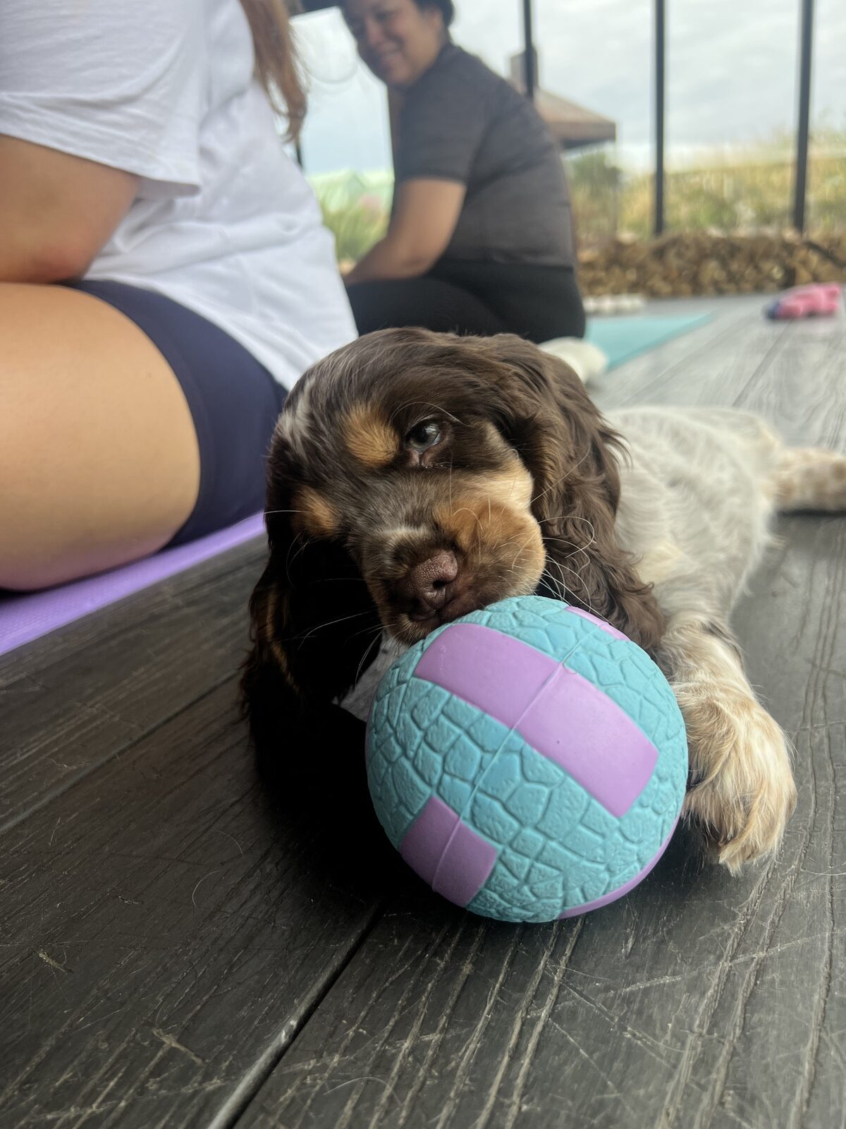 A puppy at a Yogi Paws session